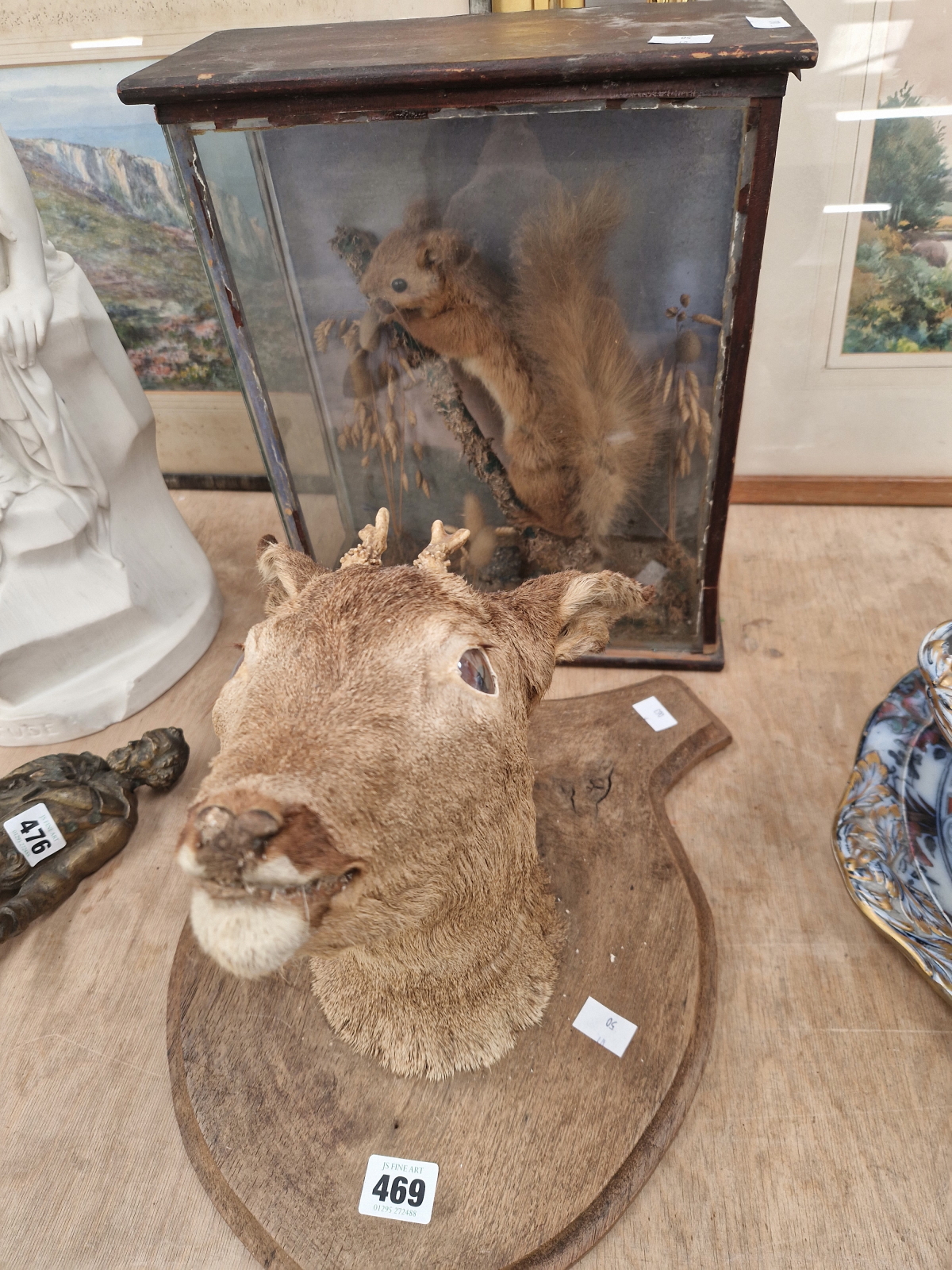 A CASED TAXIDERMY RED SQUIRREL TOGETHER WITH A SHIELD MOUNTED MUNTJEC HEAD