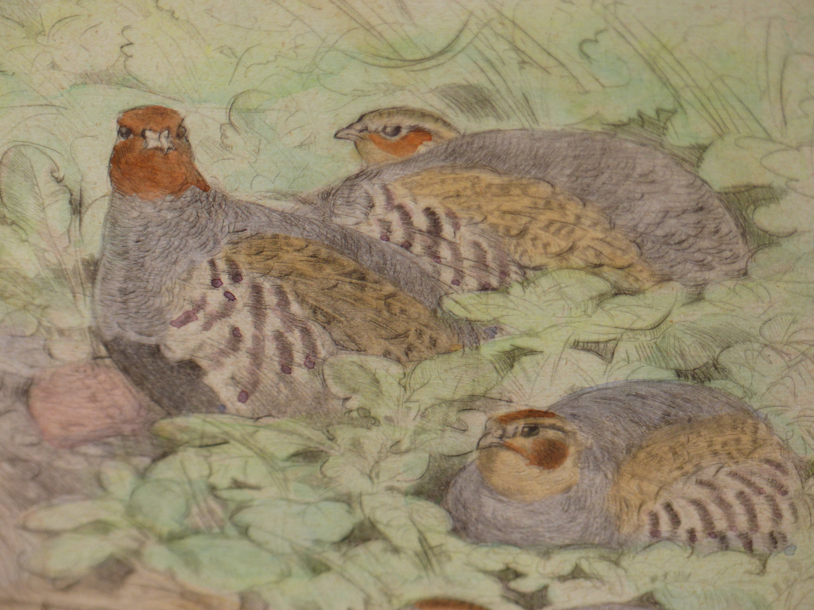 PETER PARTINGTON (B.1941) ARR, SPRING PARTRIDGE, SIGNED, TITLED AND NUMBERED 136/150 IN PENCIL, - Image 5 of 6