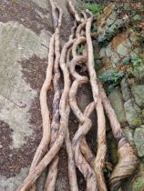 A GROUP OF VINTAGE TWISTED VINE LENGTHS OF STOUT PROPORTION.