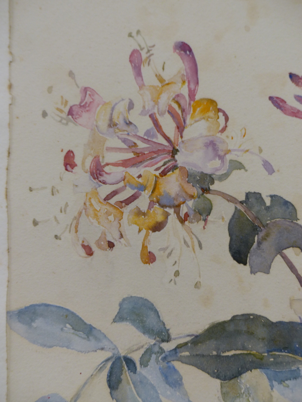 ENGLISH SCHOOL (EARLY 20TH CENTURY), STILL LIFE OF HONEYSUCKLE, WATERCOLOUR, 18 x 24.5cm, TOGETHER - Image 2 of 3
