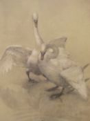 AFTER VERNON WARD, SWANS, SIGNED AND NUMBERED 161/500 IN PENCIL, COLOUR PRINT, 34 x 36.5cms,