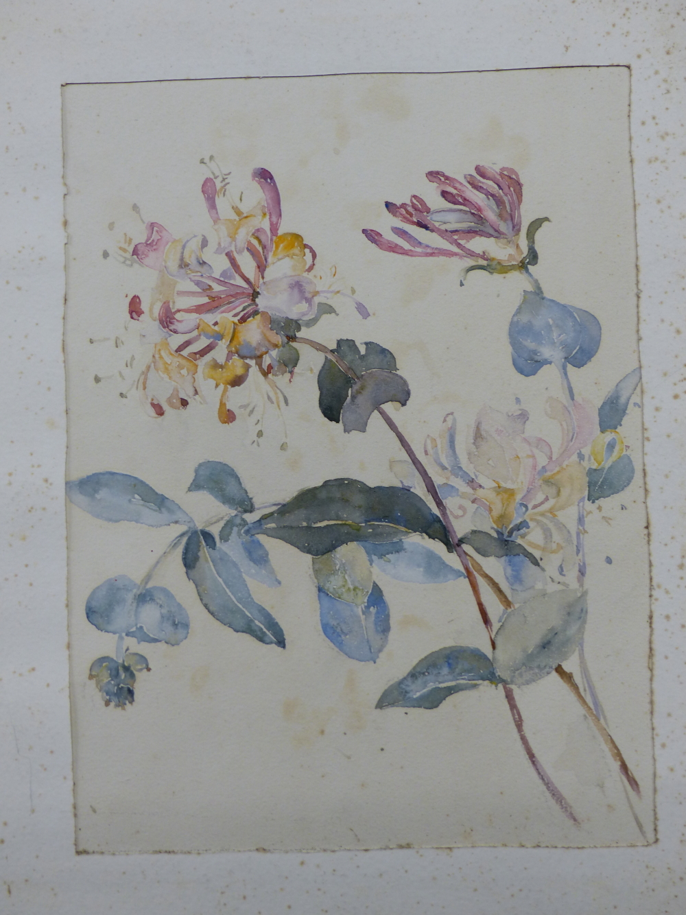 ENGLISH SCHOOL (EARLY 20TH CENTURY), STILL LIFE OF HONEYSUCKLE, WATERCOLOUR, 18 x 24.5cm, TOGETHER
