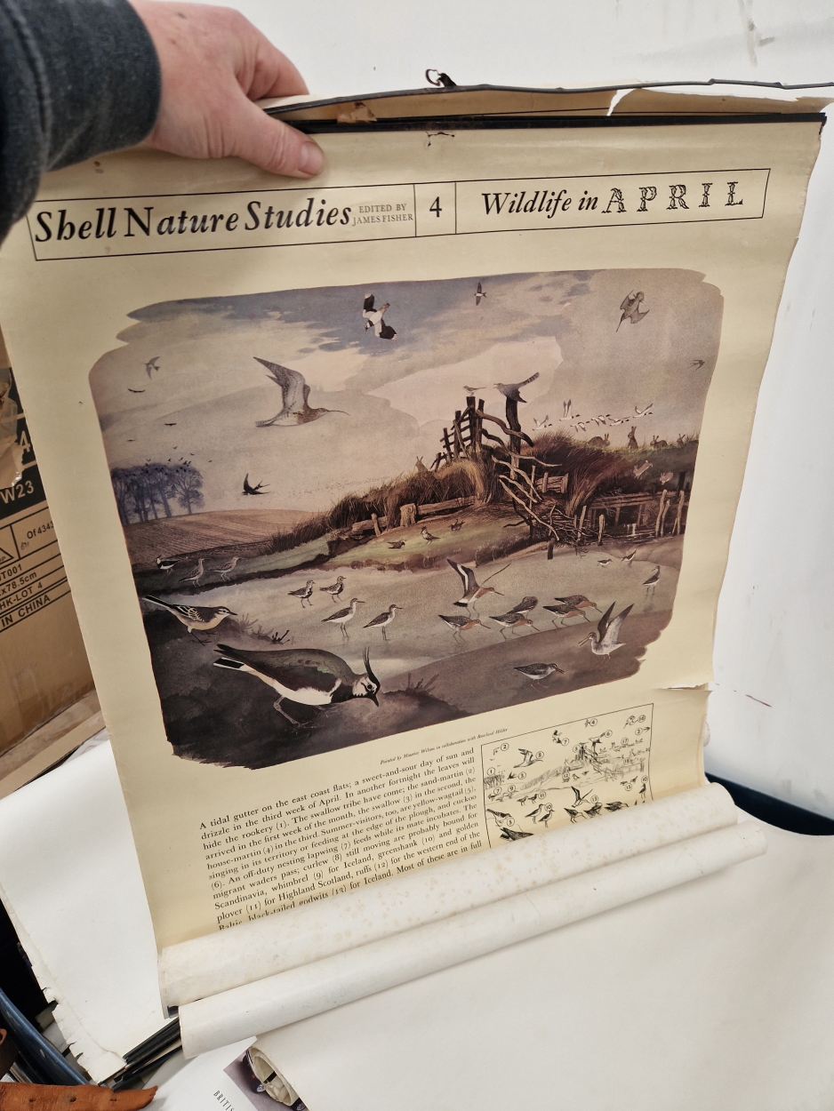 A LARGE COLLECTION OF SHELL OIL NATURE STUDY WALL HANGING POSTERS. - Image 4 of 5