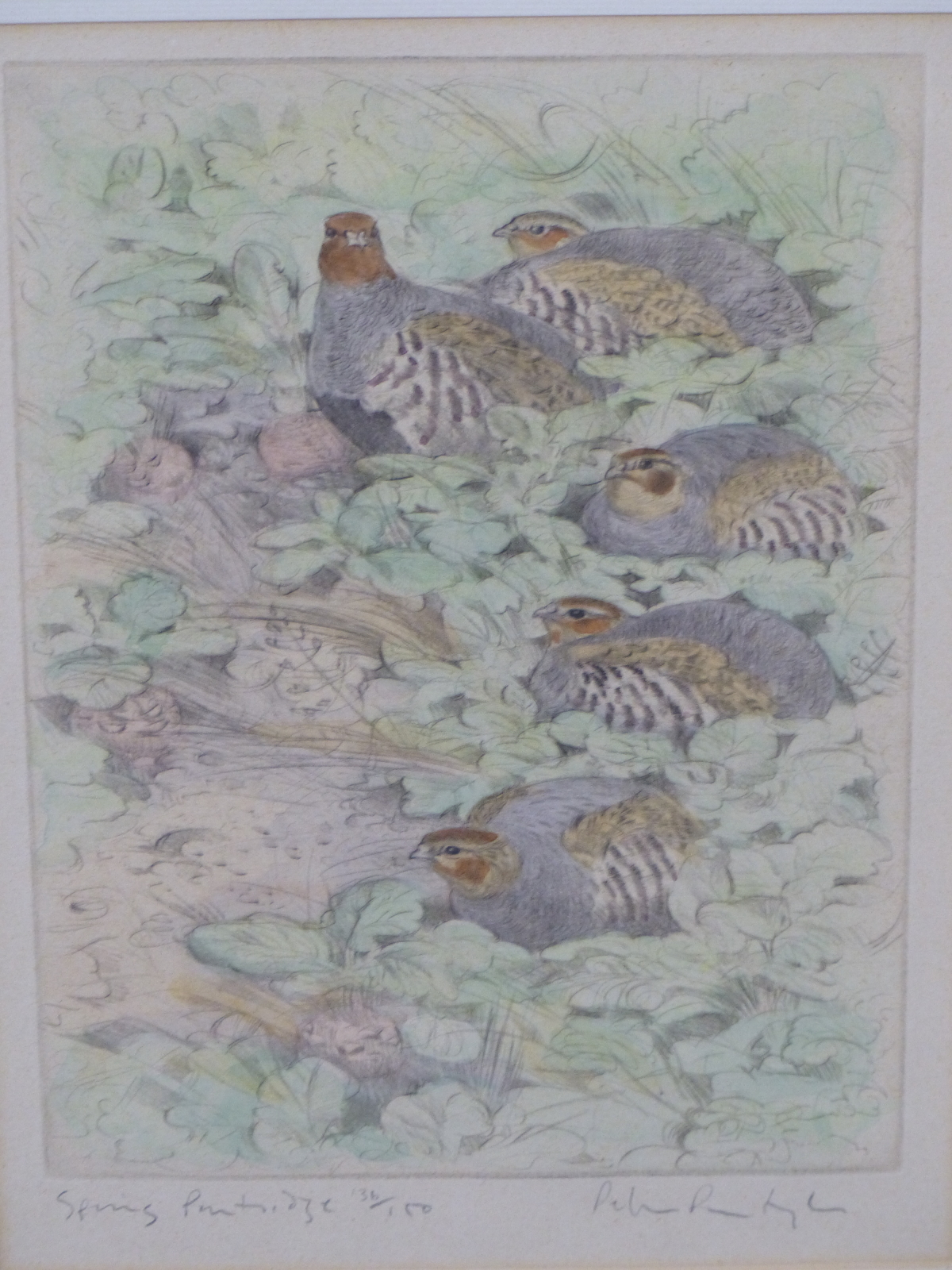 PETER PARTINGTON (B.1941) ARR, SPRING PARTRIDGE, SIGNED, TITLED AND NUMBERED 136/150 IN PENCIL,