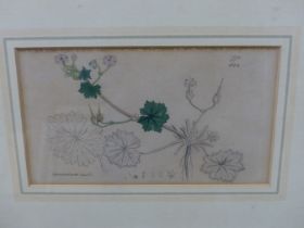 AFTER JAMES SOWERBY, BRITISH 1757-1822. 4X LATE 18TH - EARLY 19TH C. BOTANICAL PLATES, ENGRAVED WITH