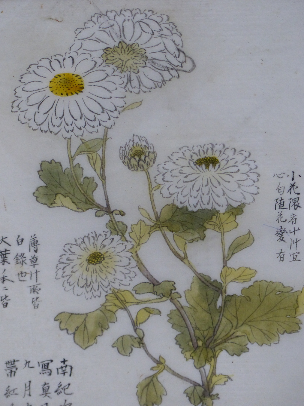 ORIENTAL SCHOOL, 19THC. CHRYSANTHEMUMS AND KANJI TEXT. INK AND WASH ON THIN RICE PAPER, 23 X 17 CM.