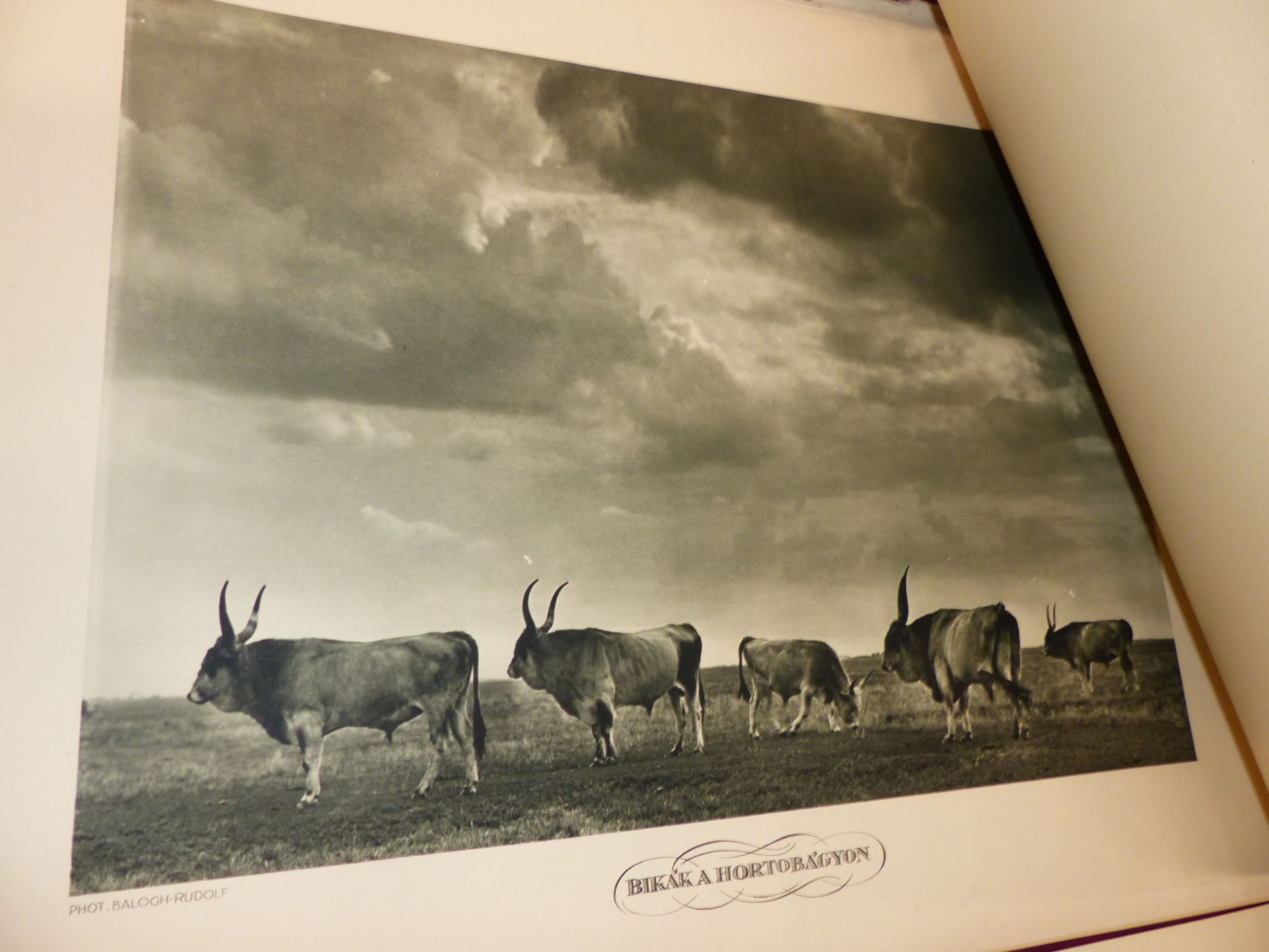 A FOLIO OF VINTAGE PRINTS OF PHOTOGRAPHS OF HUNGARIAN RURAL LIFE AFTER RUDOLF BALOGH (1879 - - Image 7 of 8