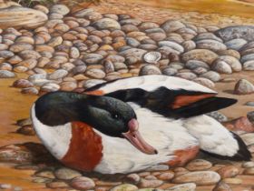 PETER R. HOLMES, 20TH C. COMMON SHELLDUCK ON A WINDSWEPT PEBBLE BEACH. OIL ON BOARD, 43 X 65 CM.