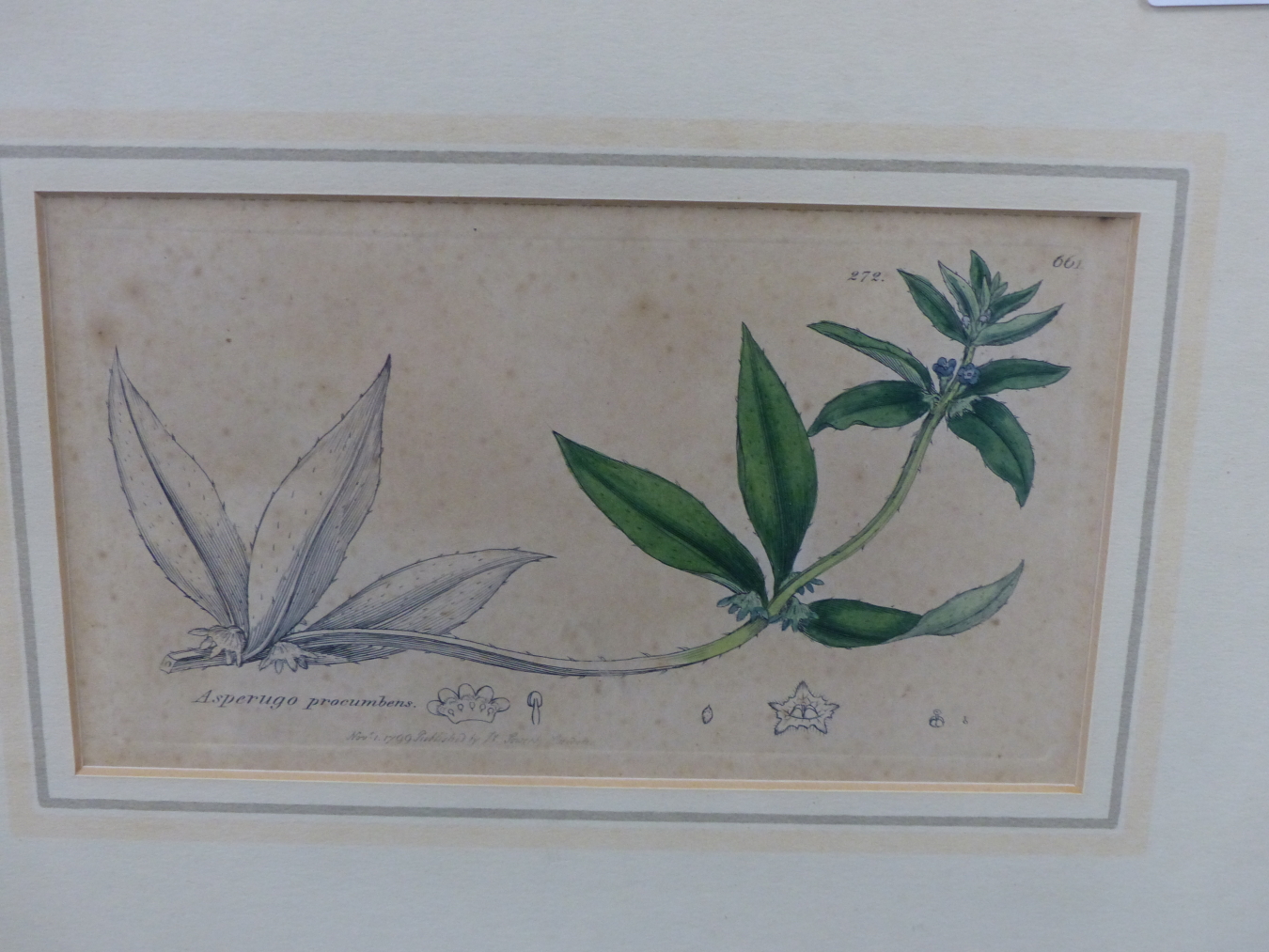 AFTER JAMES SOWERBY, BRITISH 1757-1822. 4X LATE 18TH - EARLY 19TH C. BOTANICAL PLATES, ENGRAVED WITH - Image 4 of 5