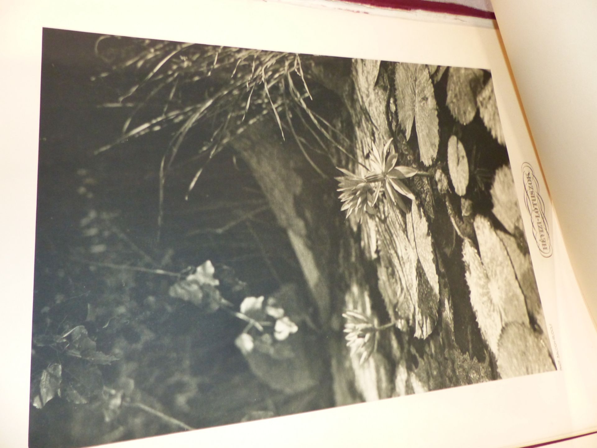 A FOLIO OF VINTAGE PRINTS OF PHOTOGRAPHS OF HUNGARIAN RURAL LIFE AFTER RUDOLF BALOGH (1879 - - Image 6 of 8