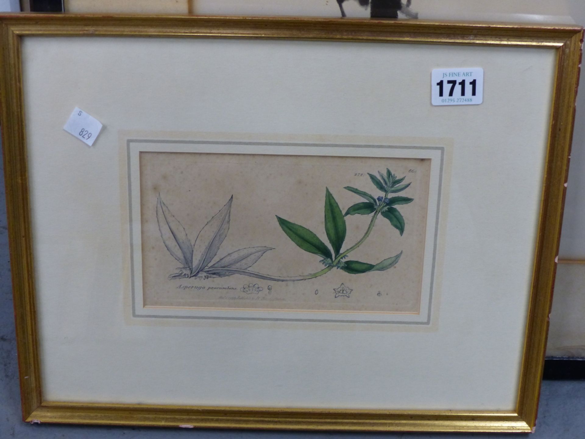 AFTER JAMES SOWERBY, BRITISH 1757-1822. 4X LATE 18TH - EARLY 19TH C. BOTANICAL PLATES, ENGRAVED WITH - Image 5 of 5