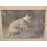 AFTER GEORGE HOLMES (19TH CENTURY), A TERRIER INVESTIGATING A HEDGEHOG, ENGRAVING, 46 X 35CM IN