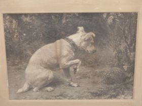 AFTER GEORGE HOLMES (19TH CENTURY), A TERRIER INVESTIGATING A HEDGEHOG, ENGRAVING, 46 X 35CM IN