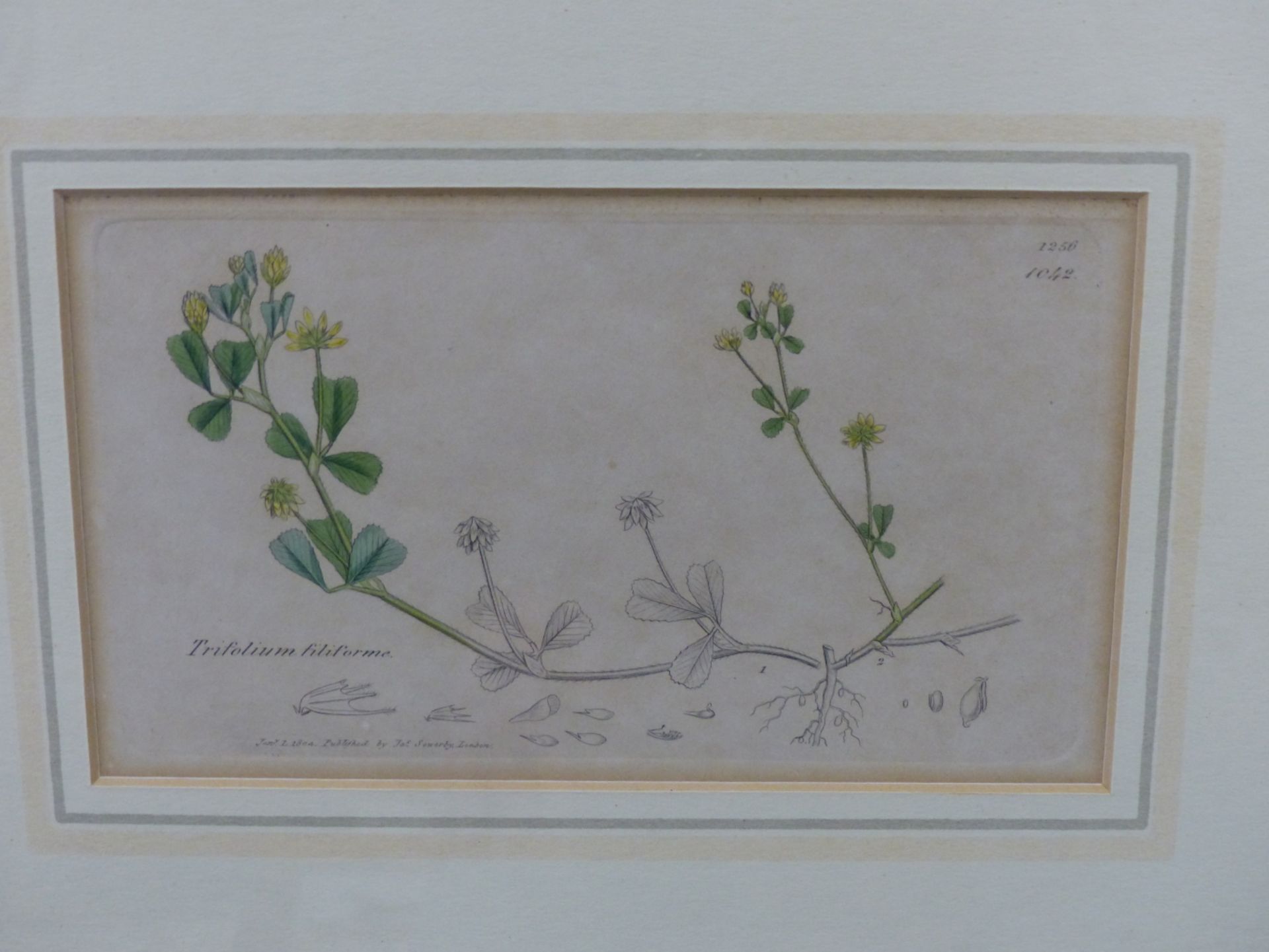 AFTER JAMES SOWERBY, BRITISH 1757-1822. 4X LATE 18TH - EARLY 19TH C. BOTANICAL PLATES, ENGRAVED WITH - Image 2 of 5