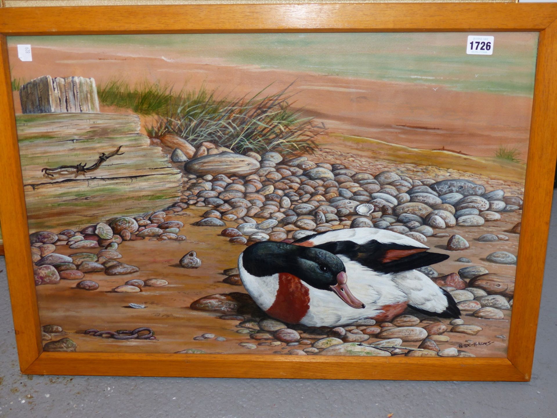 PETER R. HOLMES, 20TH C. COMMON SHELLDUCK ON A WINDSWEPT PEBBLE BEACH. OIL ON BOARD, 43 X 65 CM. - Image 2 of 4