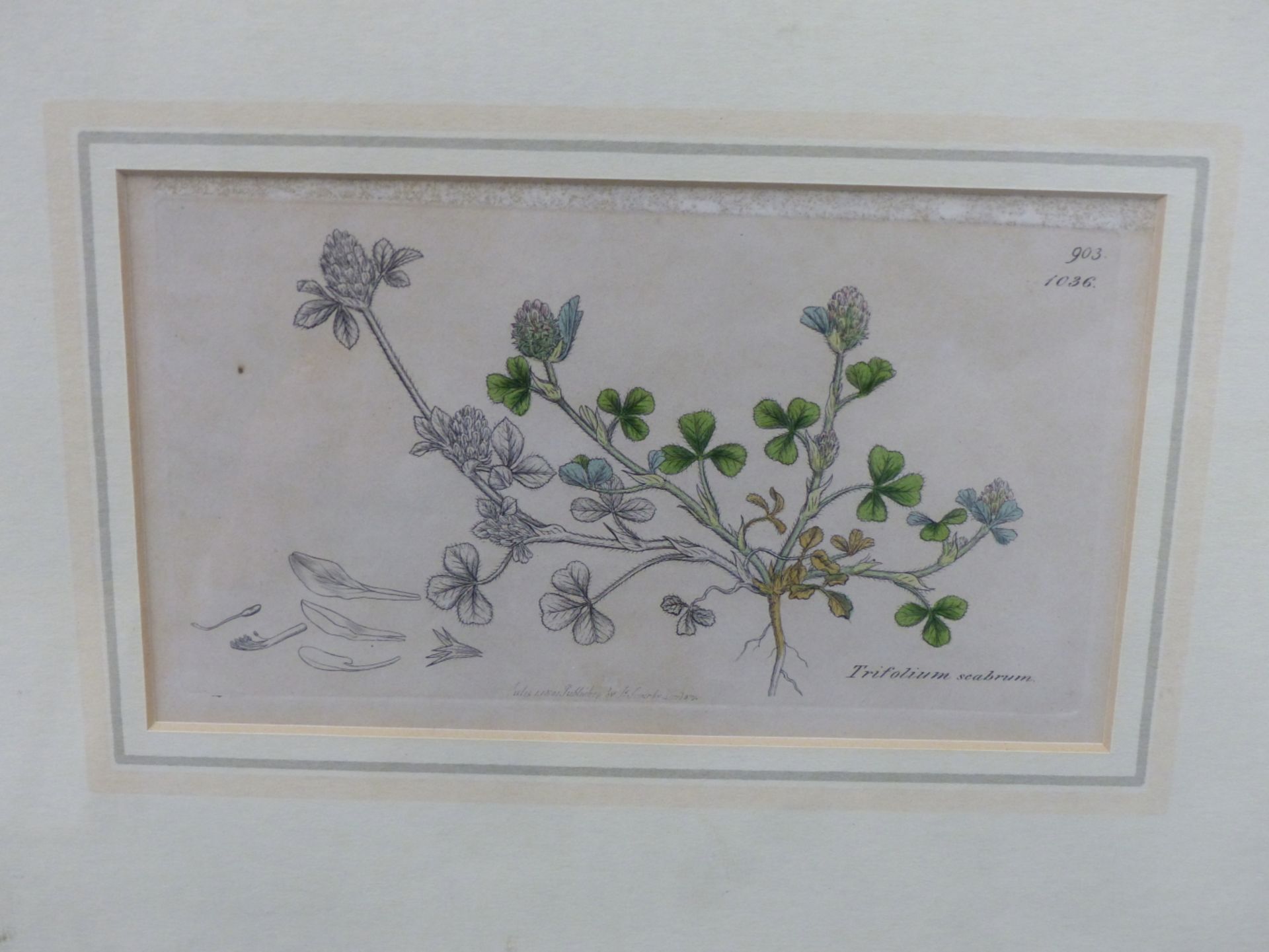 AFTER JAMES SOWERBY, BRITISH 1757-1822. 4X LATE 18TH - EARLY 19TH C. BOTANICAL PLATES, ENGRAVED WITH - Image 3 of 5
