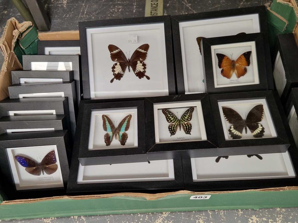 A collection of framed and named butterflies