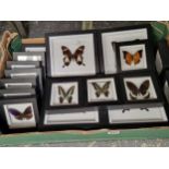 A collection of framed and named butterflies