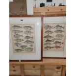 A PAIR OF ZOOLOGICAL HAND COLOURED ENGRAVINGS DEPICTING FISH SPECIES, 24.5 x 32cm. (2)
