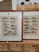 A PAIR OF ZOOLOGICAL HAND COLOURED ENGRAVINGS DEPICTING FISH SPECIES, 24.5 x 32cm. (2)