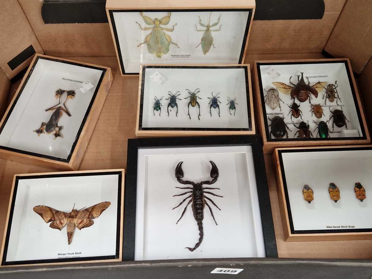 Seven frames of beetle and other taxidermy