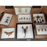 Seven frames of beetle and other taxidermy