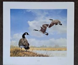 SPENCER HODGE - CANADA GEESE, 311/950. 670 x 760 mm.