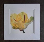 STEPHANIE ANDREW - YELLOW & RED TULIP, LIMITED EDITION 29/95. 620 x 610 mm.