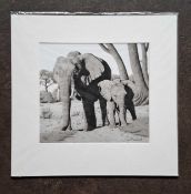 CLIVE MEREDITH - ELEPHANT & CALF, LIMITED EDITION 121/195. 440 x 455 mm.