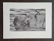 CLIVE MEREDITH - HIPPO & OXPECKER, LIMITED EDITION 72/195. 440 x 580 mm.