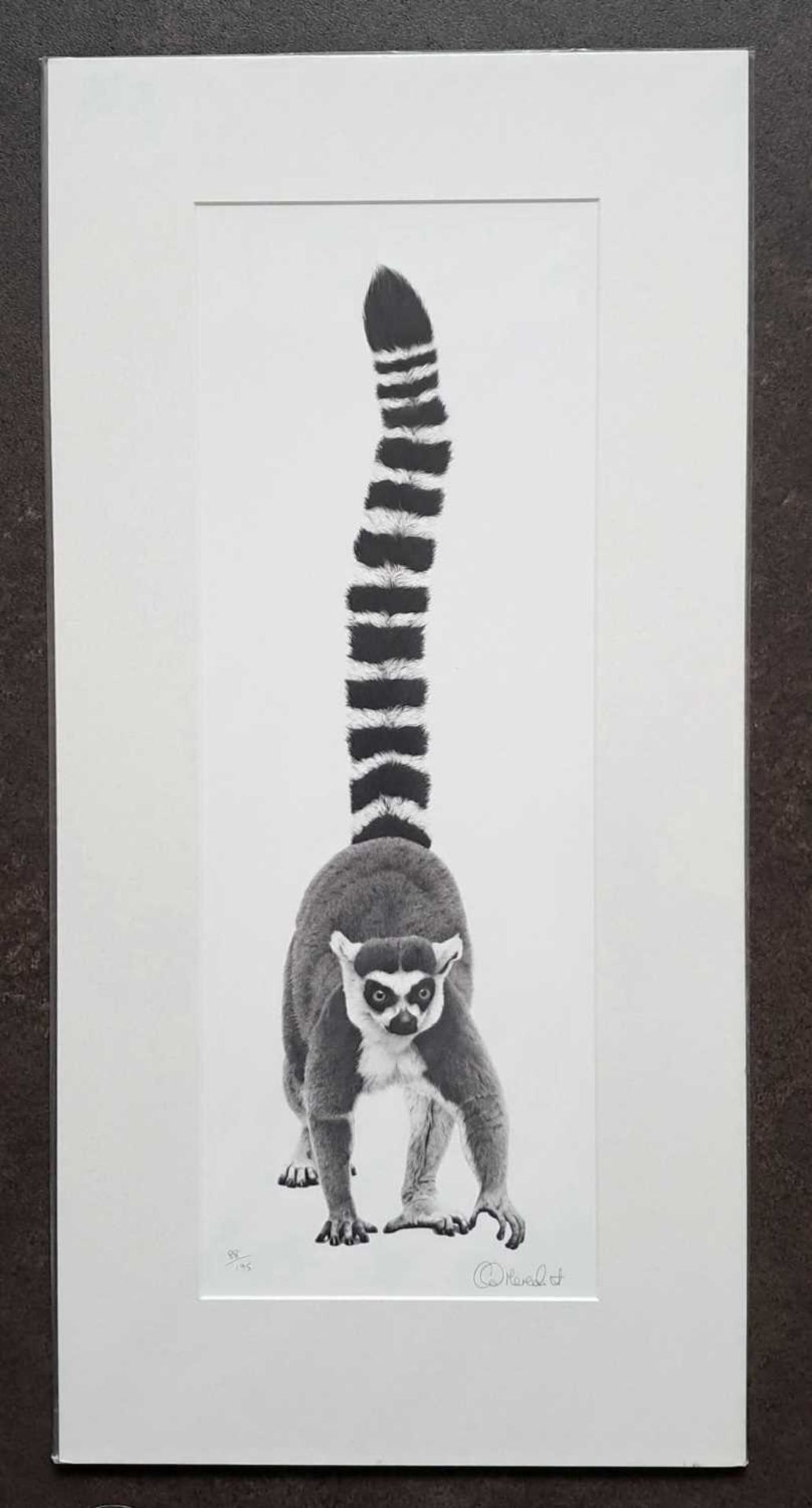CLIVE MEREDITH - RING-TAILED LEMUR, LIMITED EDITION 88/195. 730 x 360 mm.