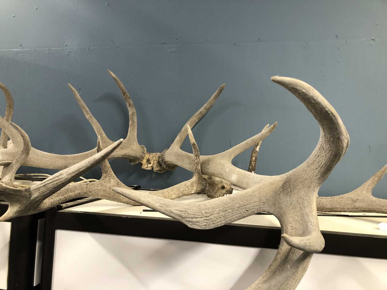 Three pairs of stag antlers, each attached to the top of the skull