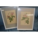 Two botanical prints in white frames