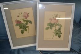 Two botanical prints in white frames