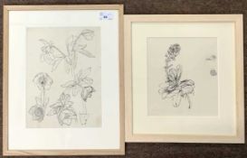 John Aldridge RA (1905-1983), "Heleborus Corsicus" and "Euphorbia Laurifolia", ink and graphite on