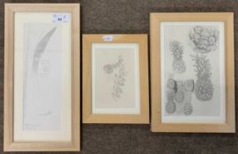 John Aldridge RA (1905-1983), "Sea Squill" (dated 30 August 1969), "Dryopteris Fern" and study of