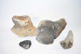A collection of fossils to include mammoth parts and a flint hand axe found at various North Norfolk