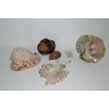 A box of sea shells, various sizes