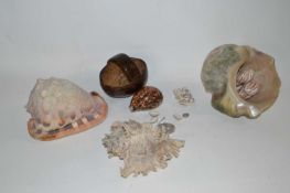 A box of sea shells, various sizes