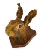 An early 20th Century taxidermy European Brown Hare (Lepus Europaeus), head mounted on oak shield (