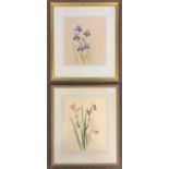 Doreen Allen - Bearded Iris & Iris Fortidissma, w/c, x2, framed and glazed