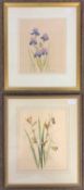 Doreen Allen - Bearded Iris & Iris Fortidissma, w/c, x2, framed and glazed