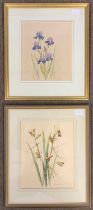 Doreen Allen - Bearded Iris & Iris Fortidissma, w/c, x2, framed and glazed