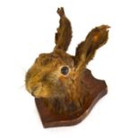 An early 20th Century taxidermy European Brown Hare (Lepus Europaeus), head mounted on oak shield (