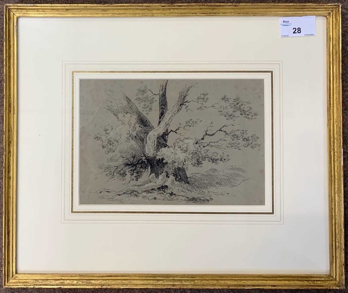 British School, circa 19th century, study of a tree, graphite on paper heightened in white,13x19.