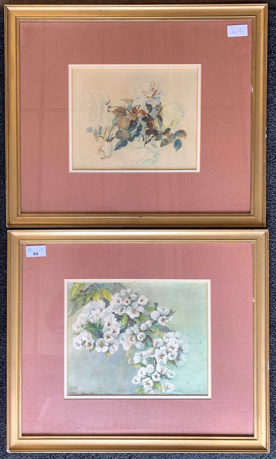 M. Tudor Pole (19th century) Pair of botanical watercolours, signed / initialed and dated 1899,