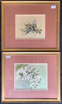 M. Tudor Pole (19th century) Pair of botanical watercolours, signed / initialed and dated 1899,