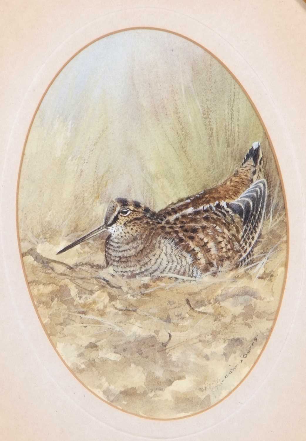 Colin Burns (British, b.1944), "Woodcock", watercolour in oval, signed,11x15cm, framed and glazed. - Image 3 of 3