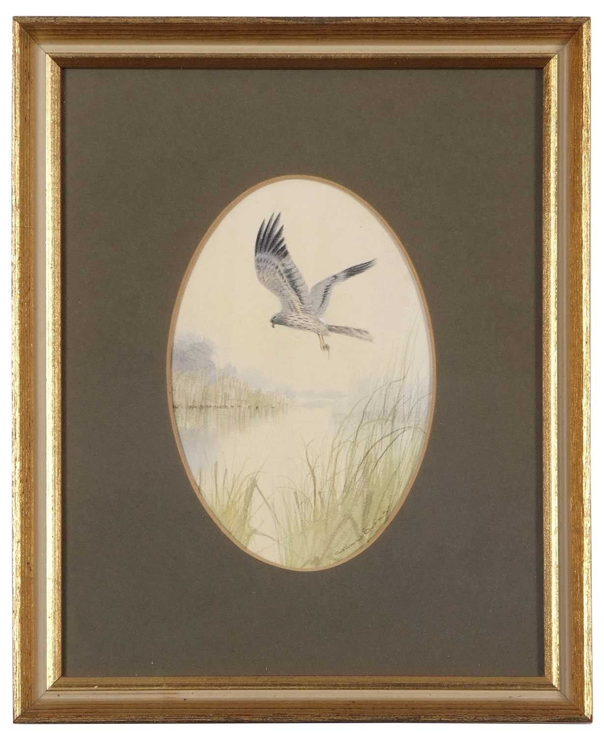 Colin Burns (British, b.1944), "Male Montagu's Harrier at Horsey Mere", watercolour in oval,
