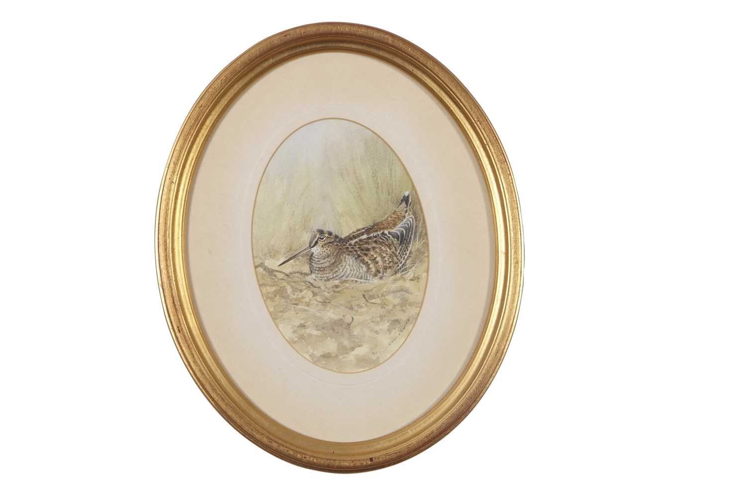 Colin Burns (British, b.1944), "Woodcock", watercolour in oval, signed,11x15cm, framed and glazed.